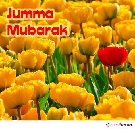 dua me yaad rakhna wallpaper,tulip,yellow,flower,petal,plant