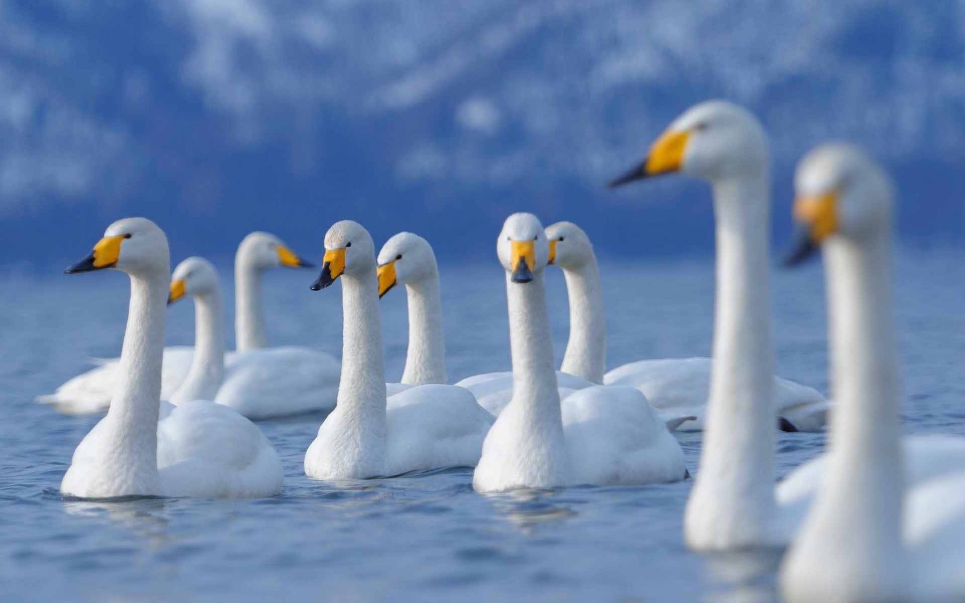 huma qureshi fondos de pantalla hd santabanta,pájaro,cisne,ave acuática,patos,cisne de tundra