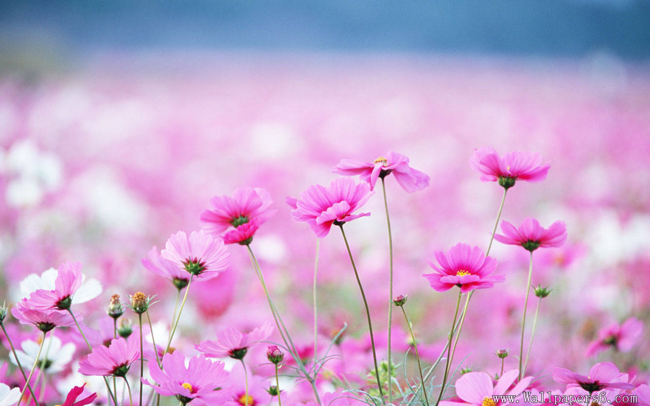 fb wallpaper with name,flower,flowering plant,pink,nature,petal