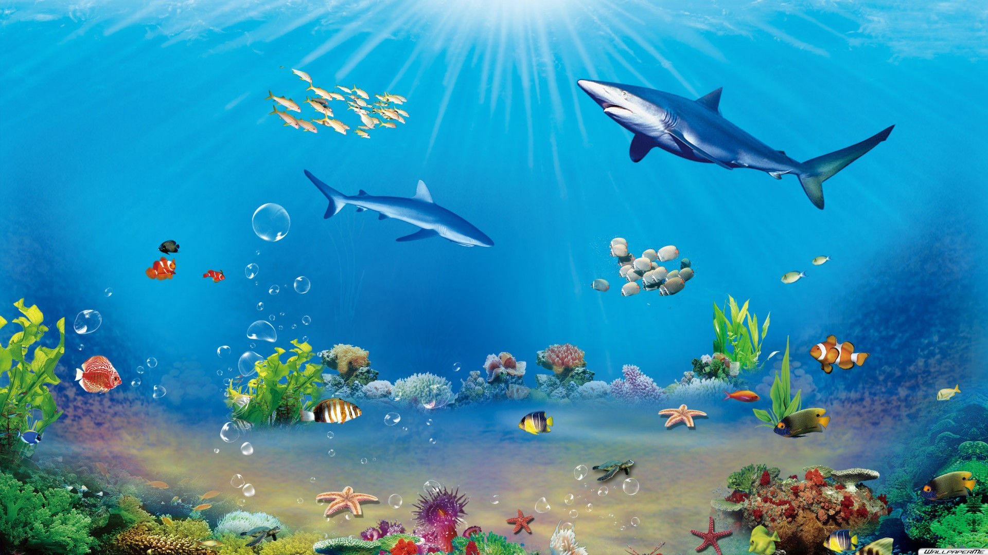 벽지 3d kostenlos,해양 생물학,수중,물고기,해양 포유류,물고기