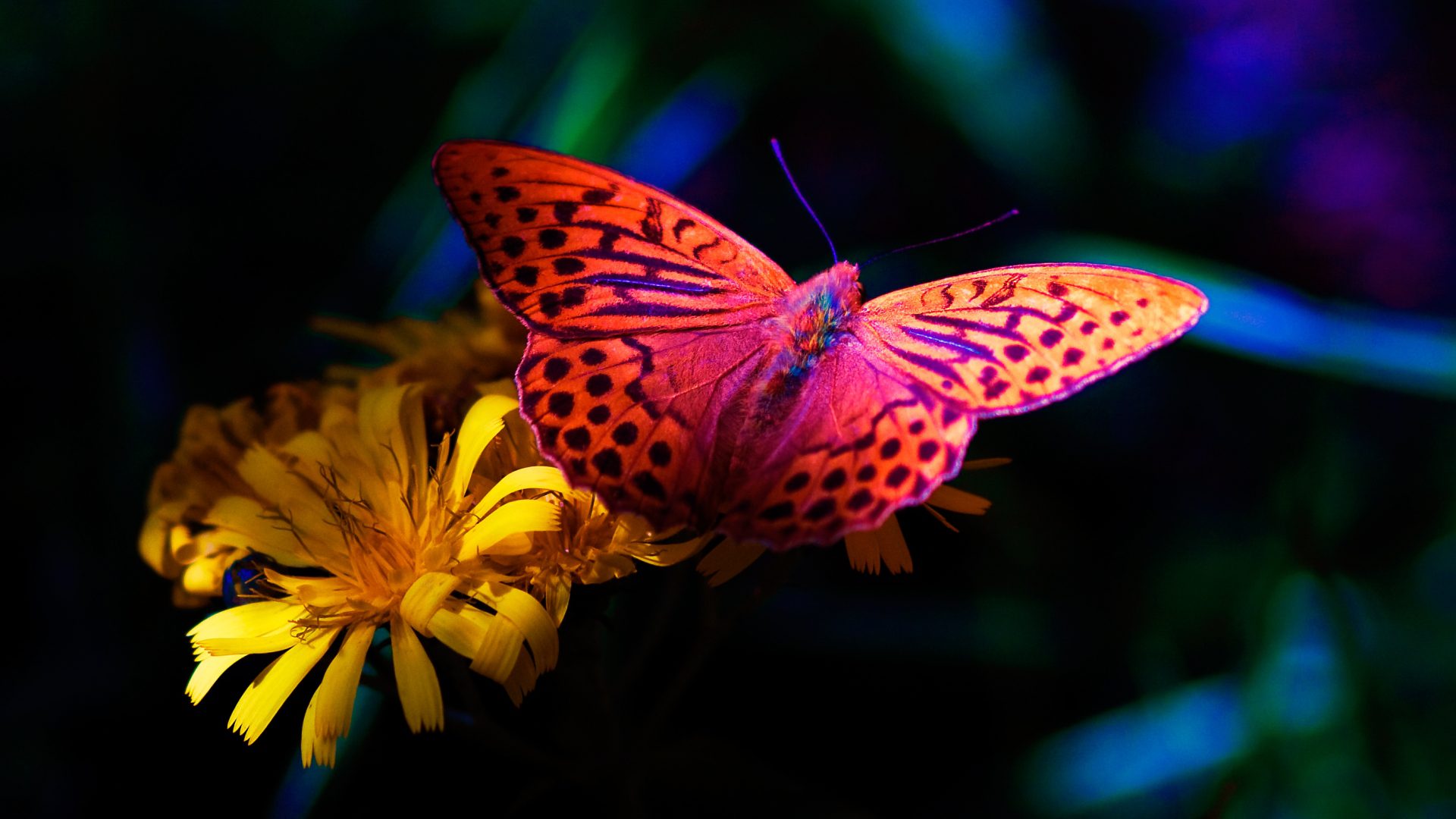 desktop wallpaper hd 3d full screen free download,moths and butterflies,butterfly,cynthia (subgenus),insect,invertebrate