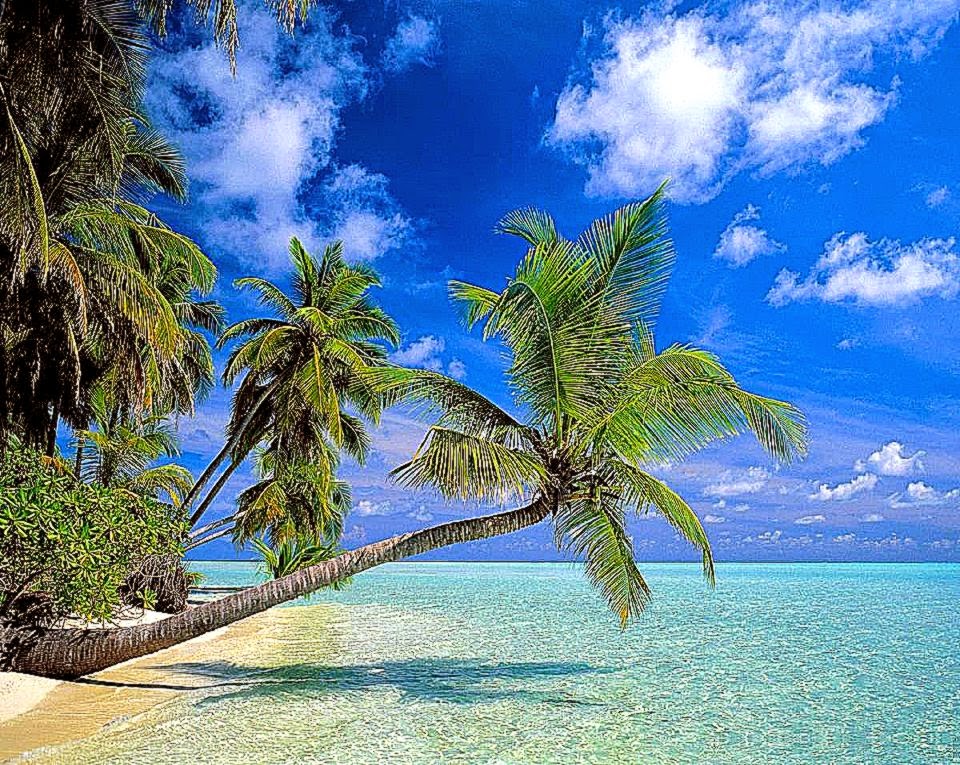 carta da parati 3d ad alta risoluzione,natura,albero,cielo,paesaggio naturale,caraibico