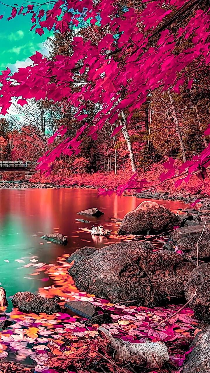 3f fondo de pantalla,naturaleza,rosado,paisaje natural,árbol,rojo