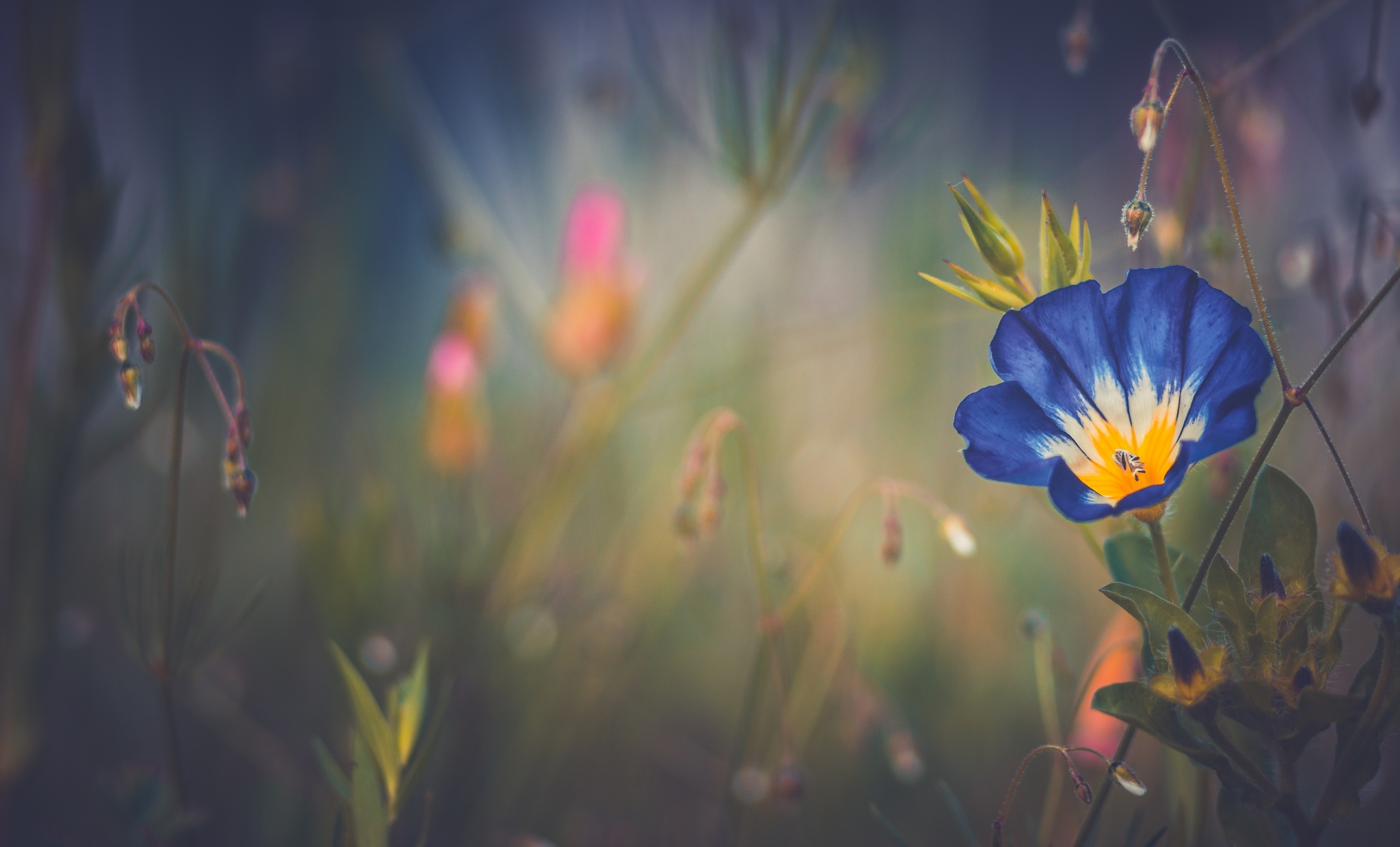 sd fondo de pantalla hd,azul,flor,amarillo,planta,flor silvestre