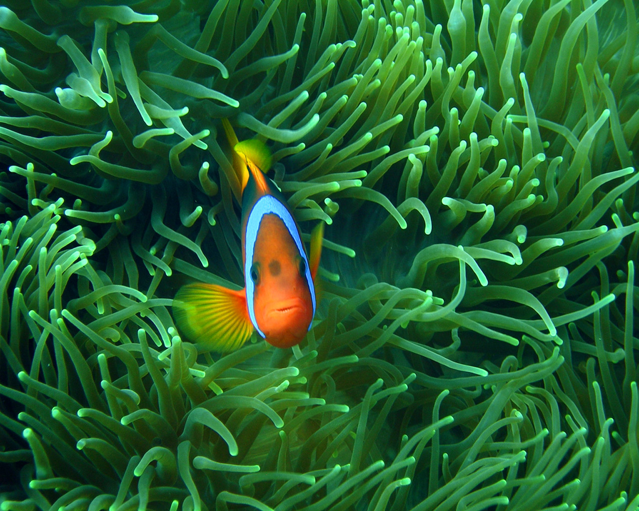 carta da parati ikan nemo,pesce anemone,pesce,pomacentridae,biologia marina,subacqueo