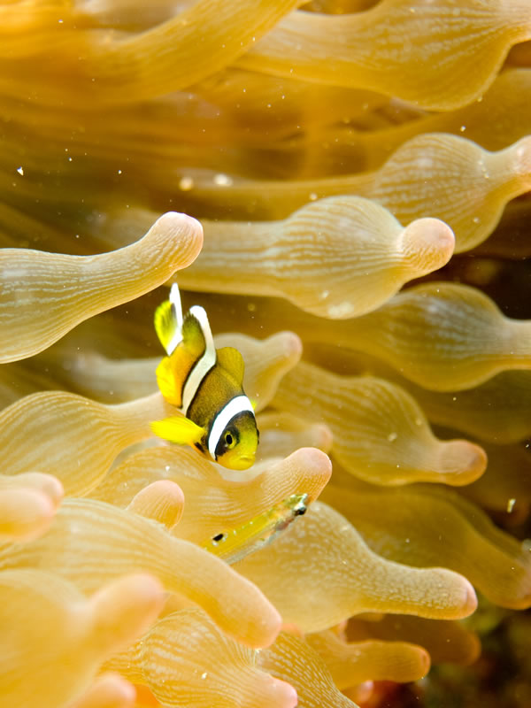 fondos de pantalla ikan nemo,agua,amarillo,biología marina,fotografía macro,gusano plano