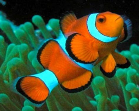 wallpaper ikan nemo,fish,pomacentridae,anemone fish,clownfish,marine biology
