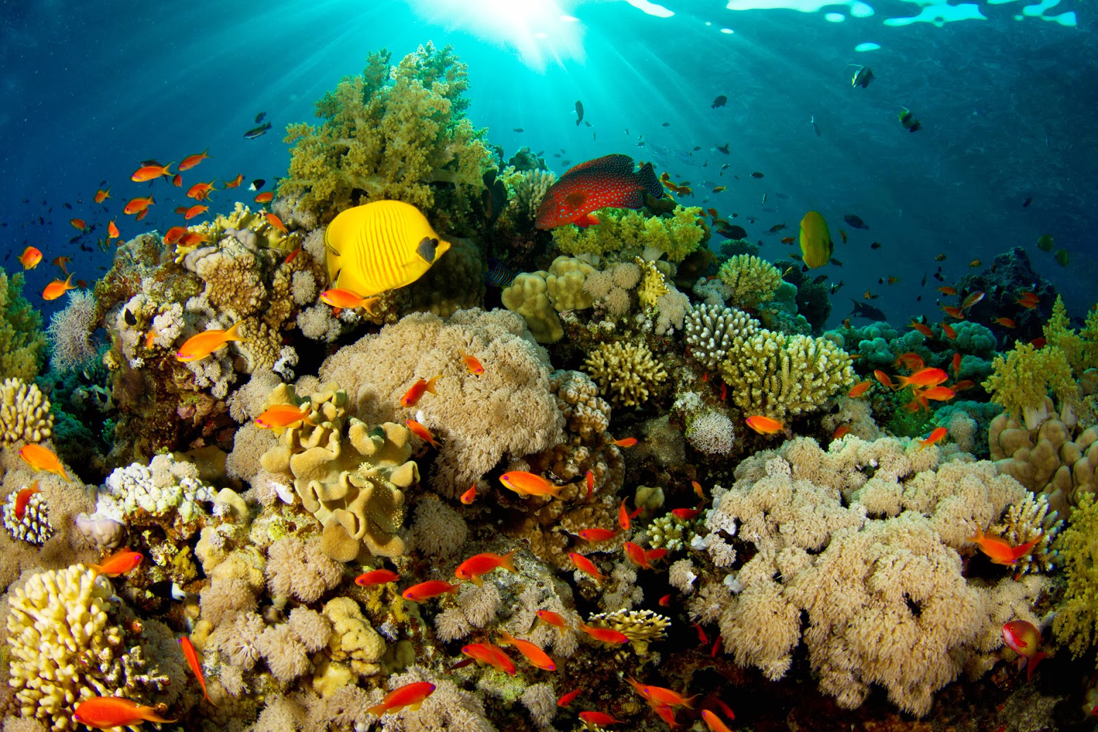 배경 bawah laut,암초,산호초,수중,해양 생물학,산호초 물고기