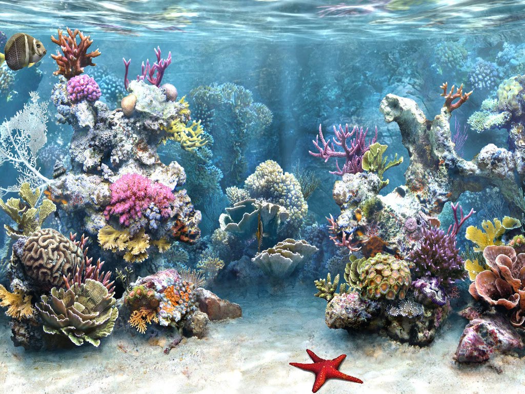 wallpaper bawah laut,reef,coral reef,marine biology,stony coral,natural environment