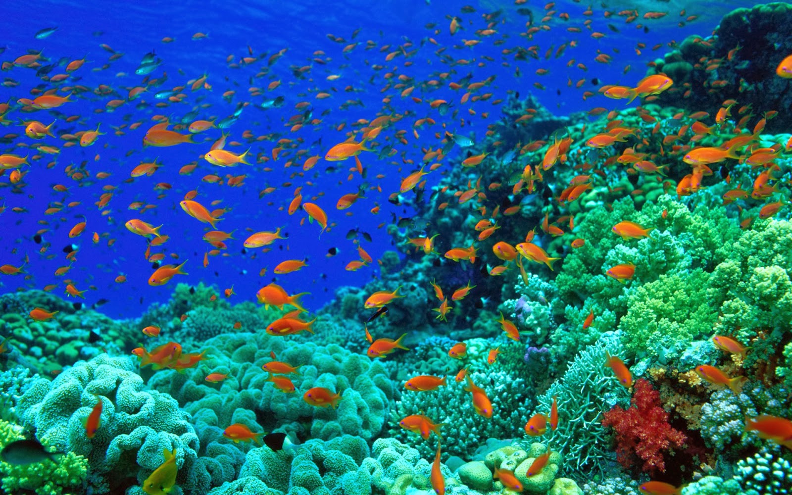 壁紙バワラウト,リーフ,サンゴ礁,水中,海洋生物学,コーラル