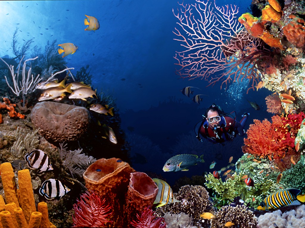 fondo de pantalla bawah laut,arrecife de coral,arrecife,biología marina,submarino,peces de arrecife de coral