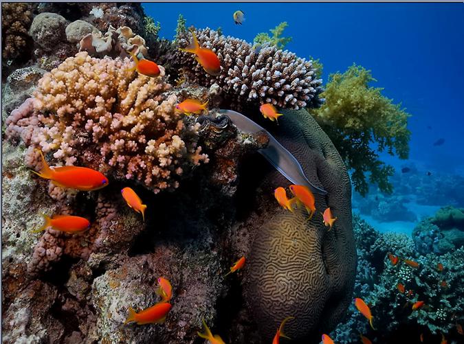wallpaper bawah laut,reef,coral reef,underwater,natural environment,marine biology