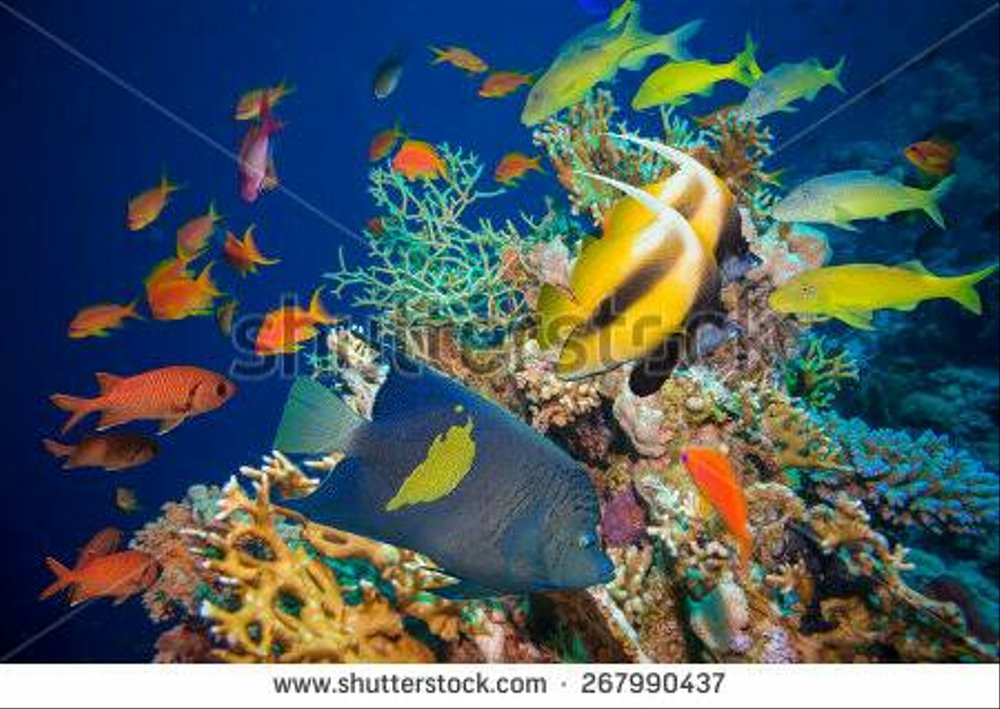 wallpaper bawah laut,coral reef,coral reef fish,underwater,fish,fish