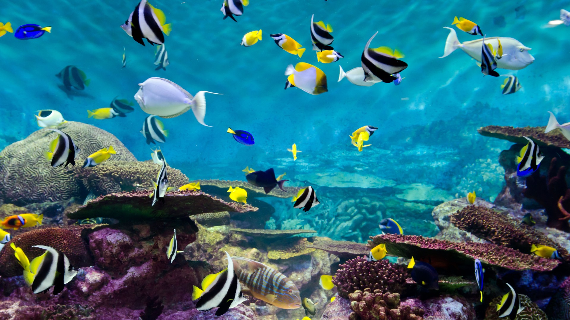 壁紙バワラウト,サンゴ礁の魚,海洋生物学,魚,水中,サンゴ礁