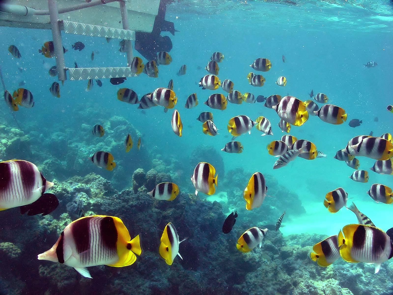 fond d'écran bawah laut,biologie marine,poissons de récifs coralliens,sous marin,poisson,pomacentridae