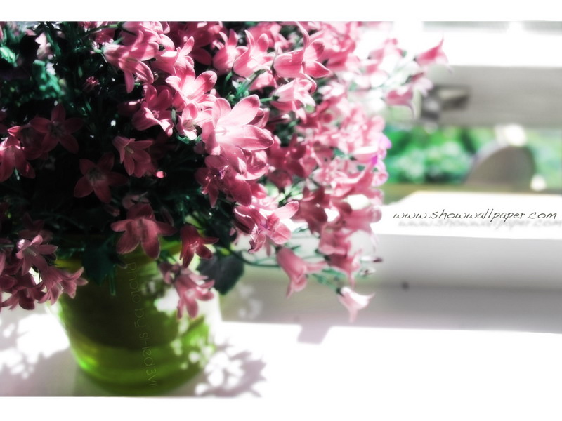 wallpaper วัน พีช,flower,plant,flowerpot,houseplant,floral design
