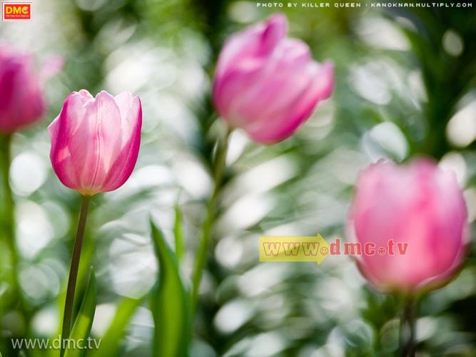 wallpaper วัน พีช,flower,flowering plant,petal,tulip,pink