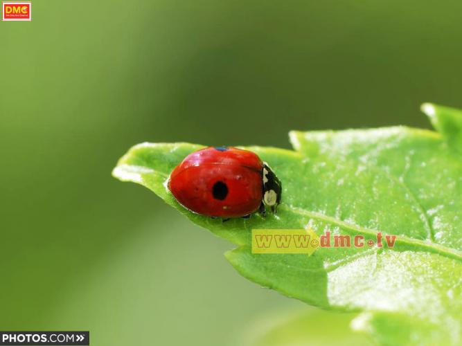 wallpaper วัน พีช,insect,ladybug,macro photography,beetle,invertebrate