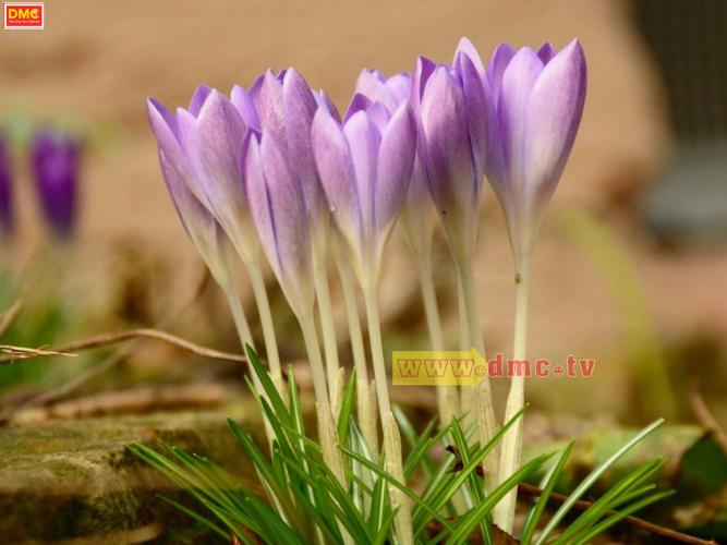 wallpaper วัน พีช,flower,flowering plant,cretan crocus,tommie crocus,plant