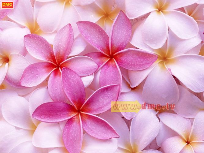 wallpaper วัน พีช,petal,frangipani,flower,pink,plant