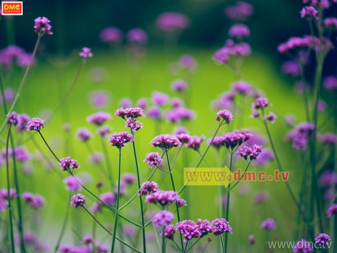 wallpaper วัน พีช,flower,flowering plant,plant,lavender,purple