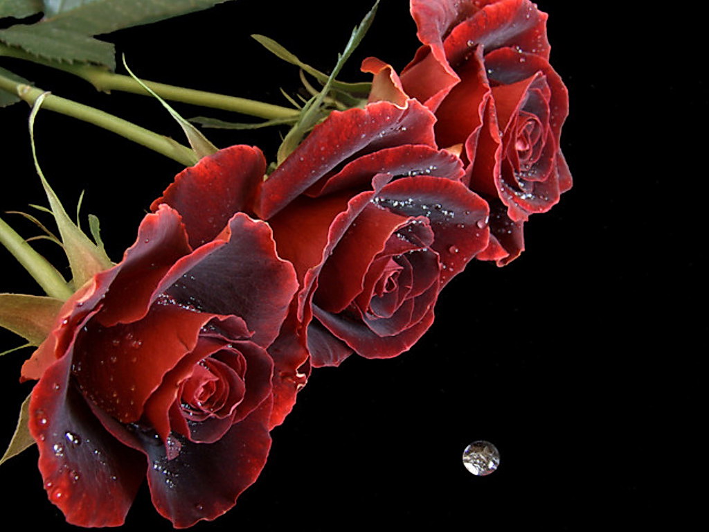 Red Roses Love Wallpapers And Backgrounds Seen On Www Water Full