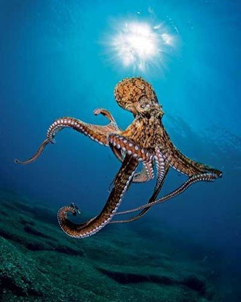 attitude wale wallpaper,giant pacific octopus,octopus,cephalopod,octopus,marine invertebrates