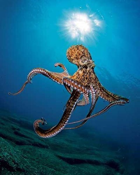 actitud wale fondo de pantalla,pulpo gigante del pacifico,pulpo,cefalópodo,pulpo,invertebrados marinos