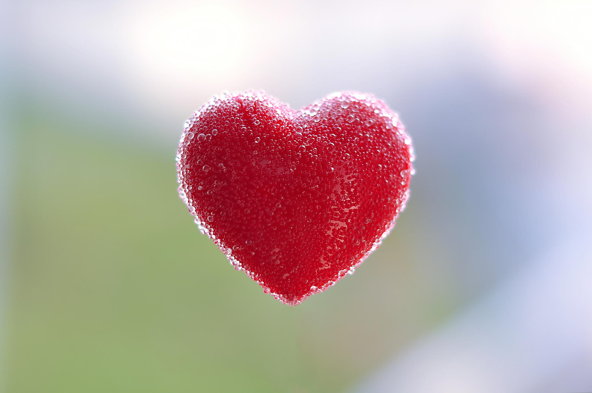 dil wallpaper free download,heart,red,love,close up,plant