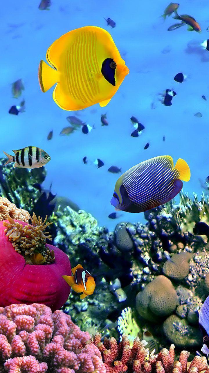 魚のライブ壁紙のダウンロード,サンゴ礁,魚,サンゴ礁の魚,魚,石サンゴ