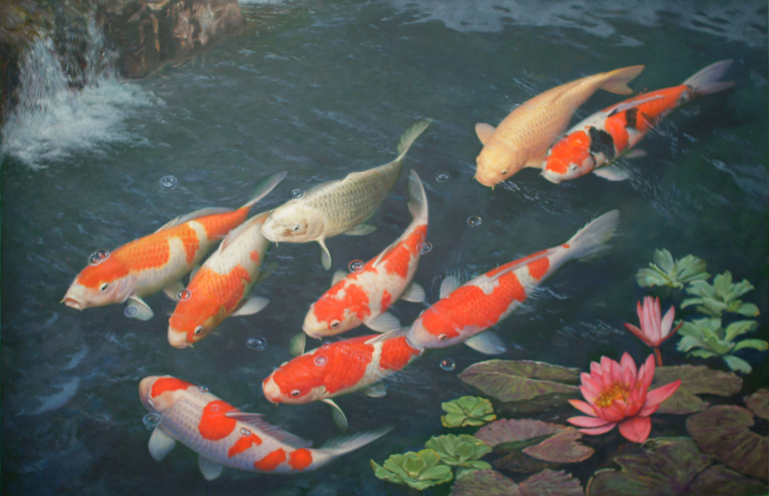 poisson fond d'écran en direct télécharger,koi,étang à poissons,étang,biologie marine,poisson