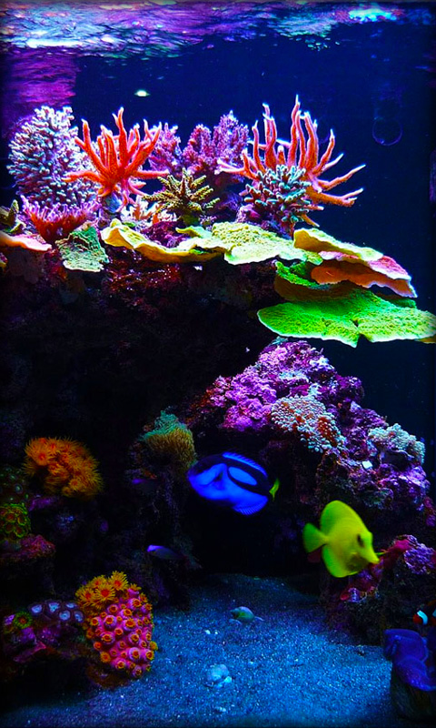 물고기 라이브 배경 화면 다운로드,암초,산호초,돌이 많은 산호초,민물 수족관,산호