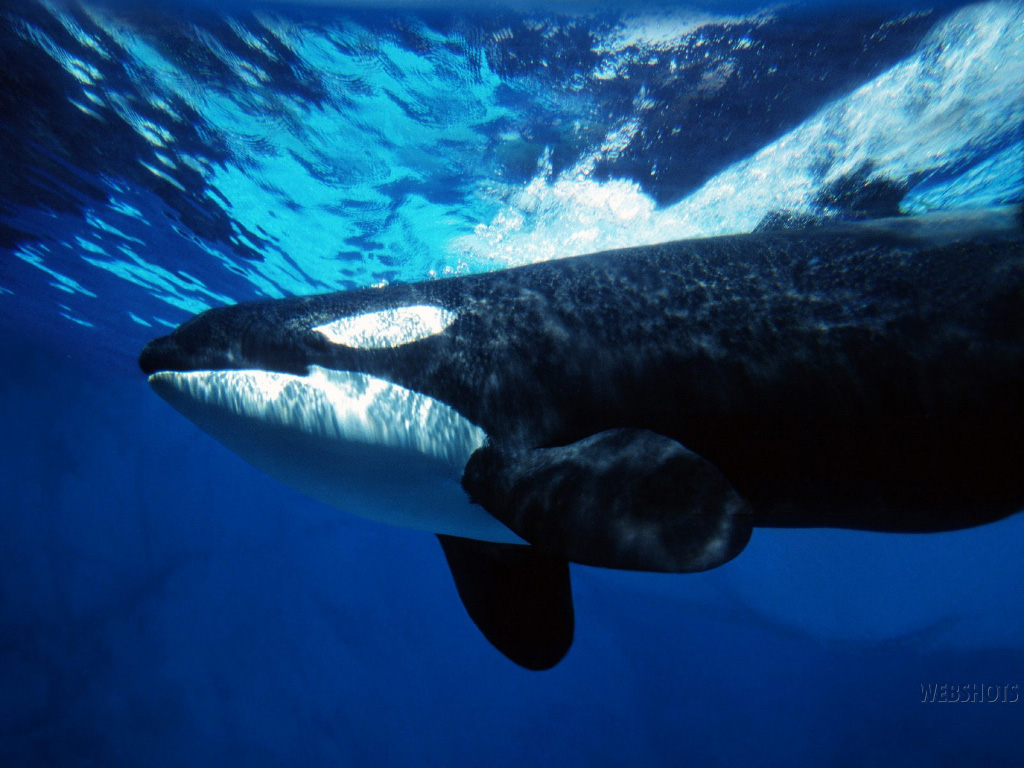 nombre de fondo de pantalla de wale,biología marina,mamífero marino,submarino,ballena,agua