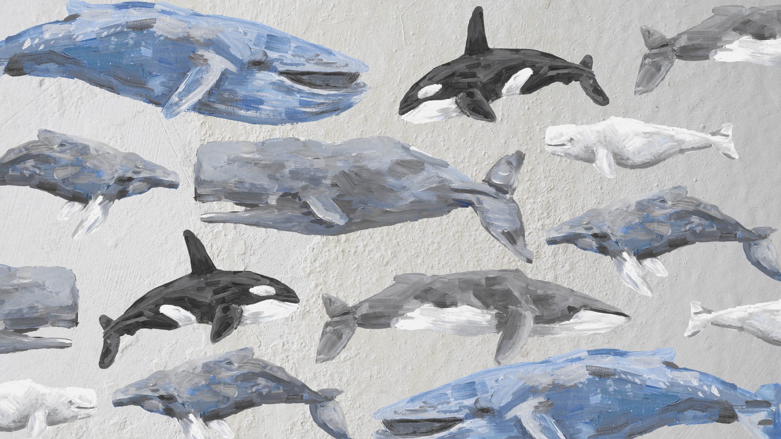 name wale wallpaper,fin,marine mammal,dolphin,cetacea,common bottlenose dolphin