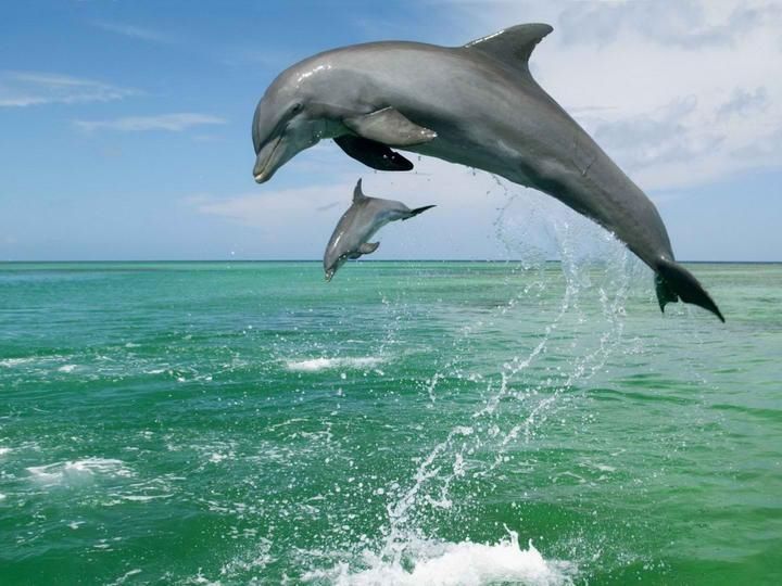 nom papier peint wale,grand dauphin commun,dauphin,grand dauphin,dauphin commun à bec court,sauter