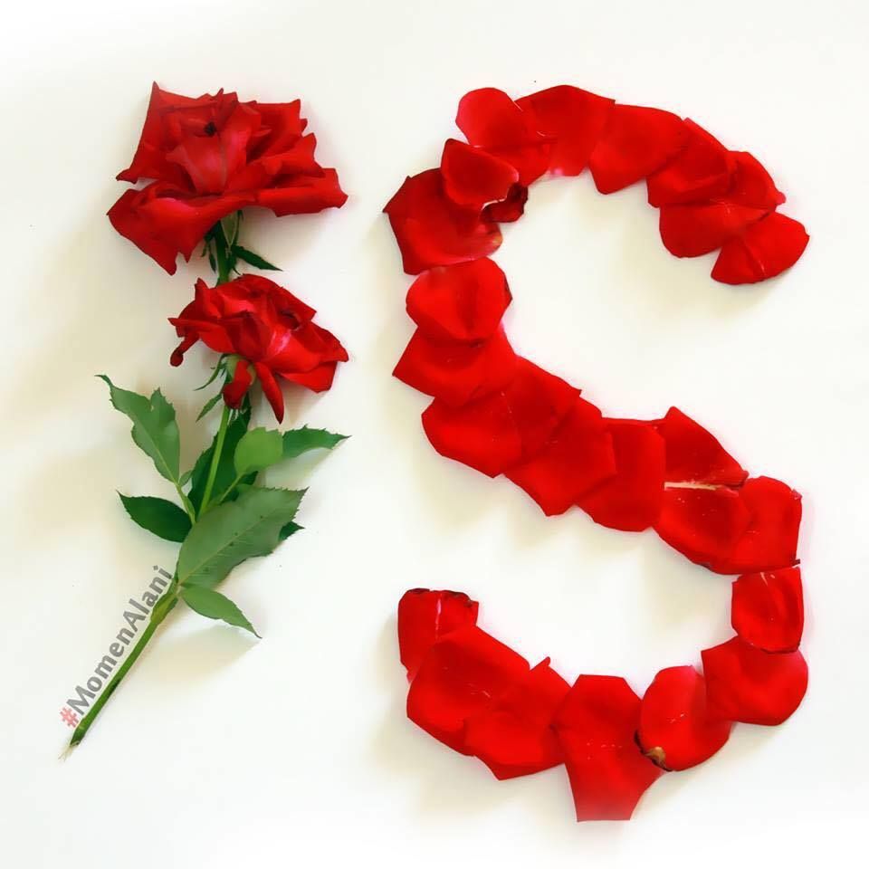 s name love wallpaper,red,petal,flower,rose,plant