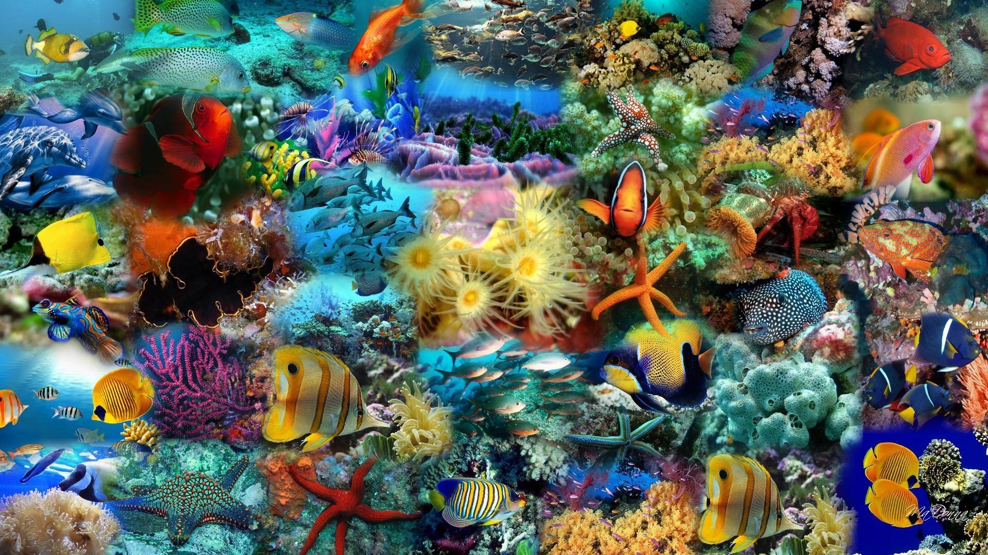 물 물고기 벽지 무료 다운로드,산호초,암초,해양 생물학,산호초 물고기,돌이 많은 산호초