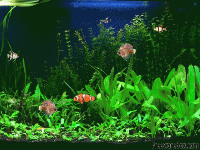 water fish wallpaper free download,freshwater aquarium,aquarium decor,nature,aquarium,aquatic plant