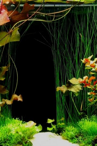 water fish wallpaper free download,nature,aquarium,freshwater aquarium,natural landscape,lighting