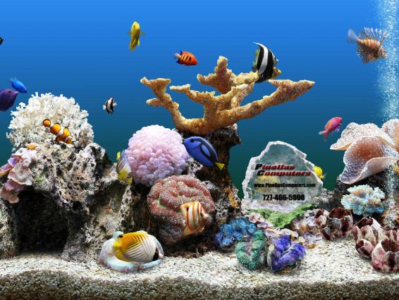 水魚の壁紙無料ダウンロード,リーフ,水中,石サンゴ,サンゴ礁,魚