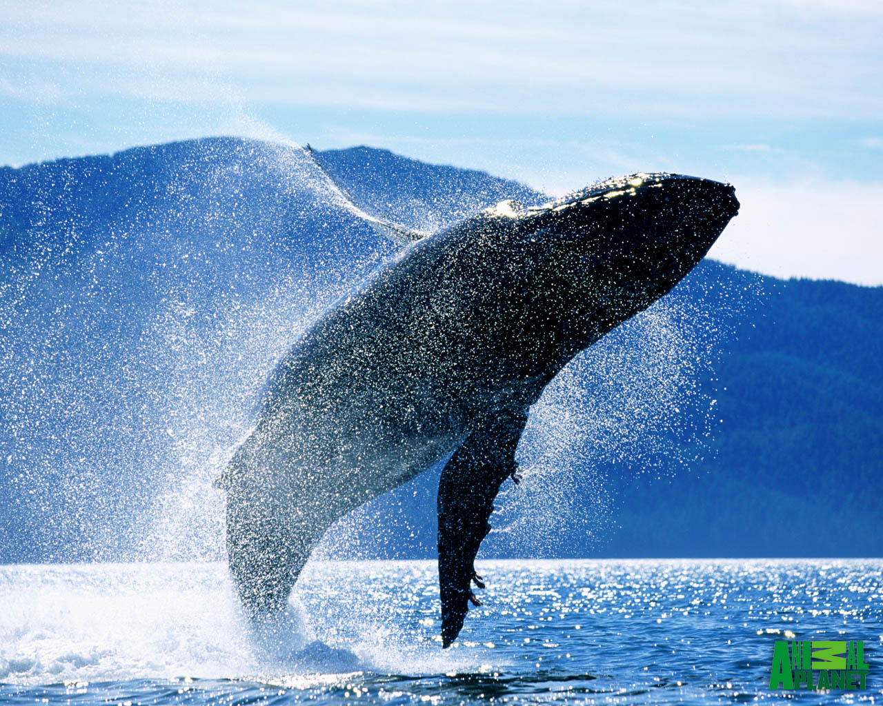 carta da parati di wale,mammifero marino,biologia marina,balena,megattera,oceano