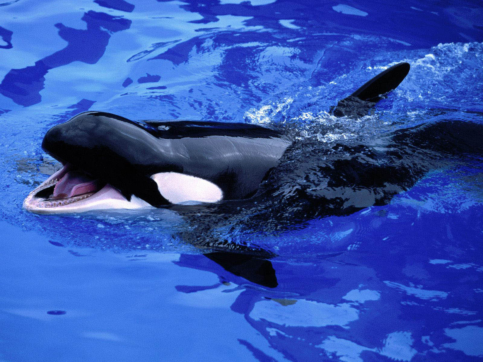 fondo de pantalla de wale,orca,mamífero marino,biología marina,agua,delfín