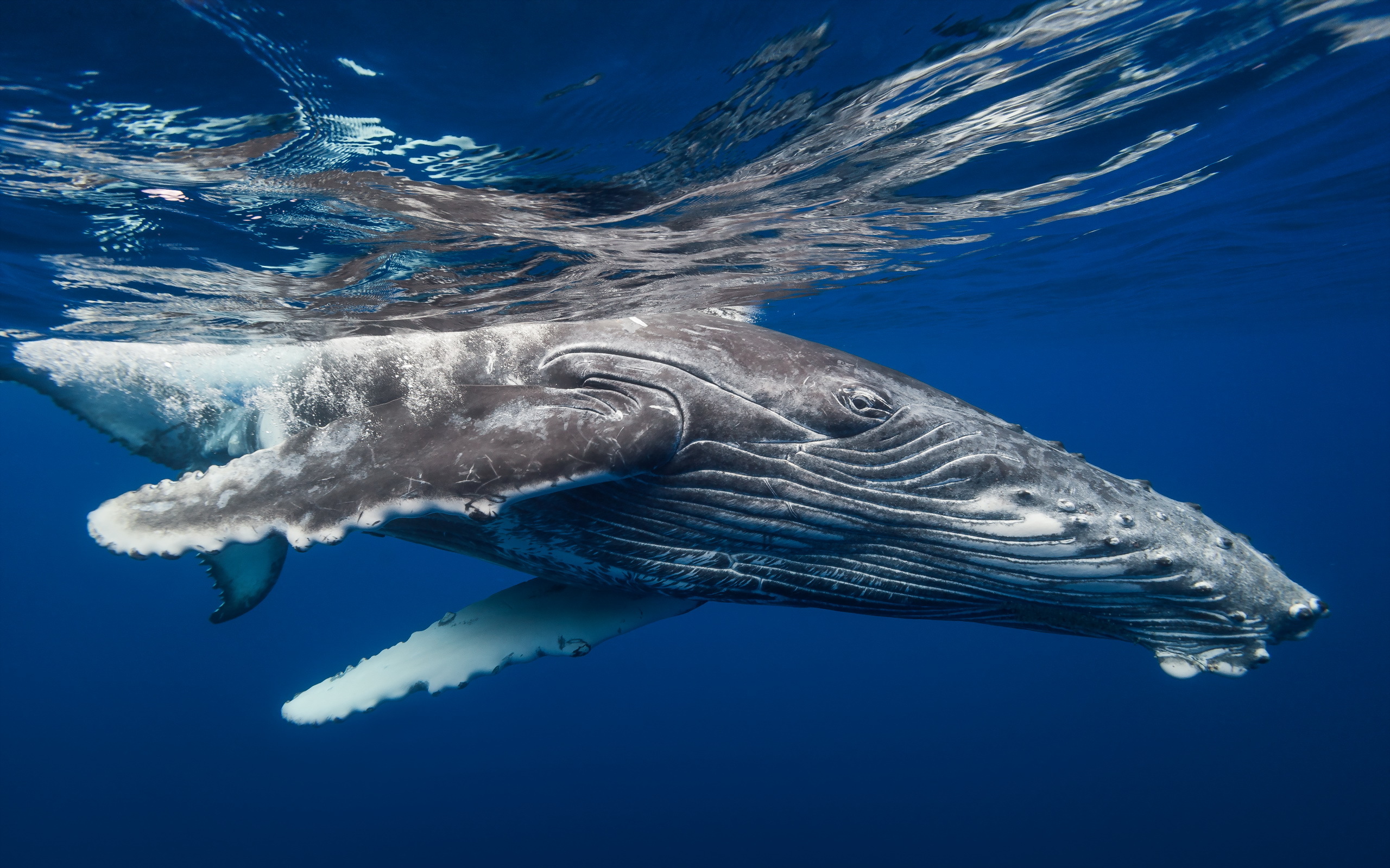 wale wallpaper,marine mammal,marine biology,cetacea,underwater,humpback whale