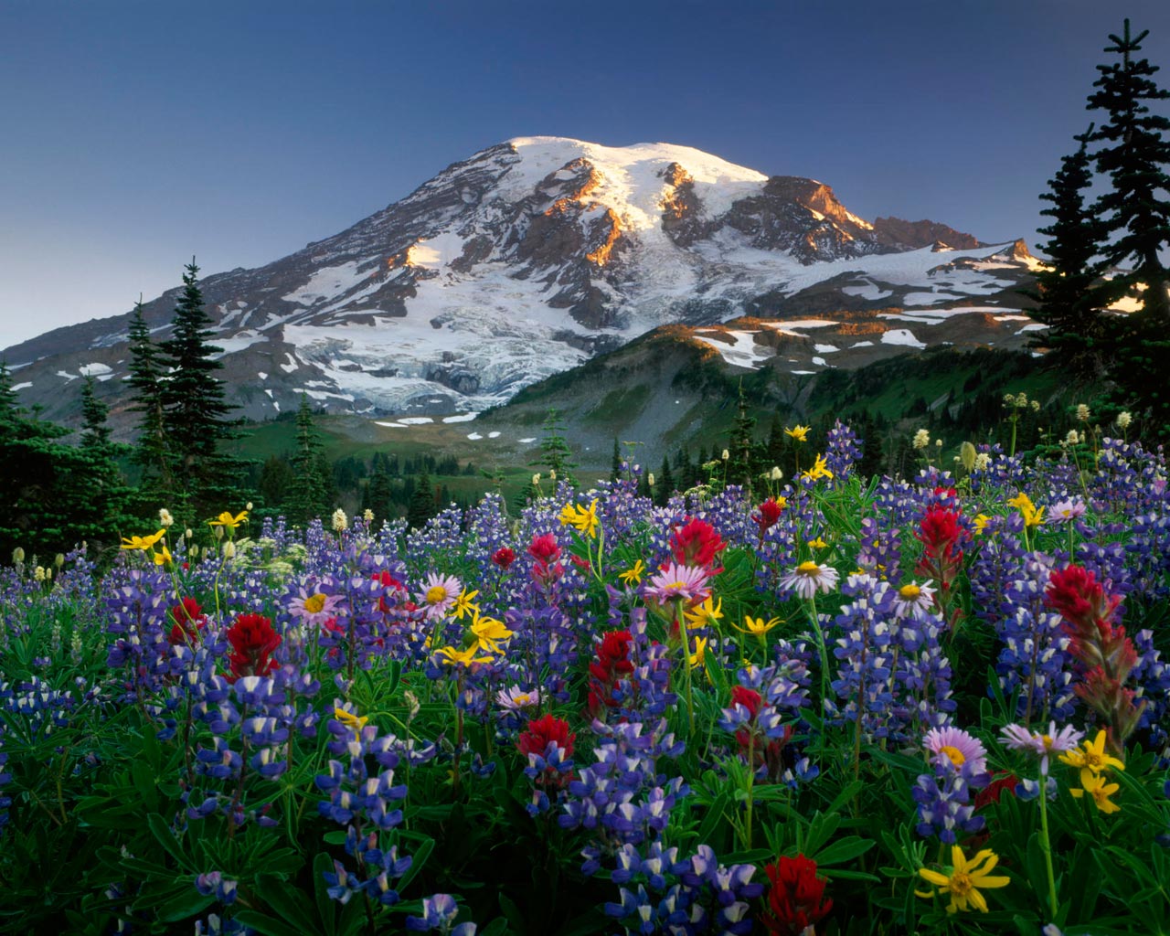 papier peint pemandangan laut,paysage naturel,la nature,prairie,fleurs sauvages,fleur