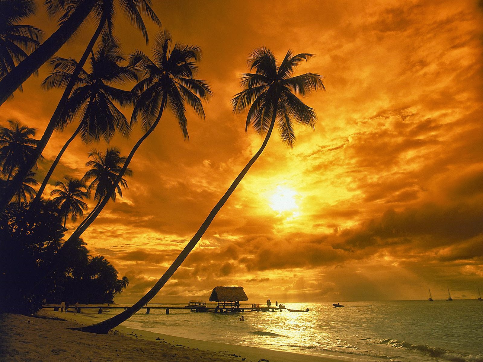 fond d'écran senja,ciel,la nature,arbre,le coucher du soleil,palmier
