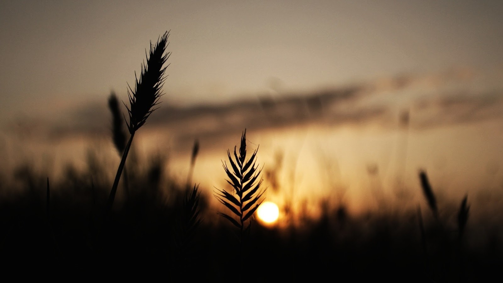 wallpaper senja,sky,nature,grass,atmospheric phenomenon,sunset