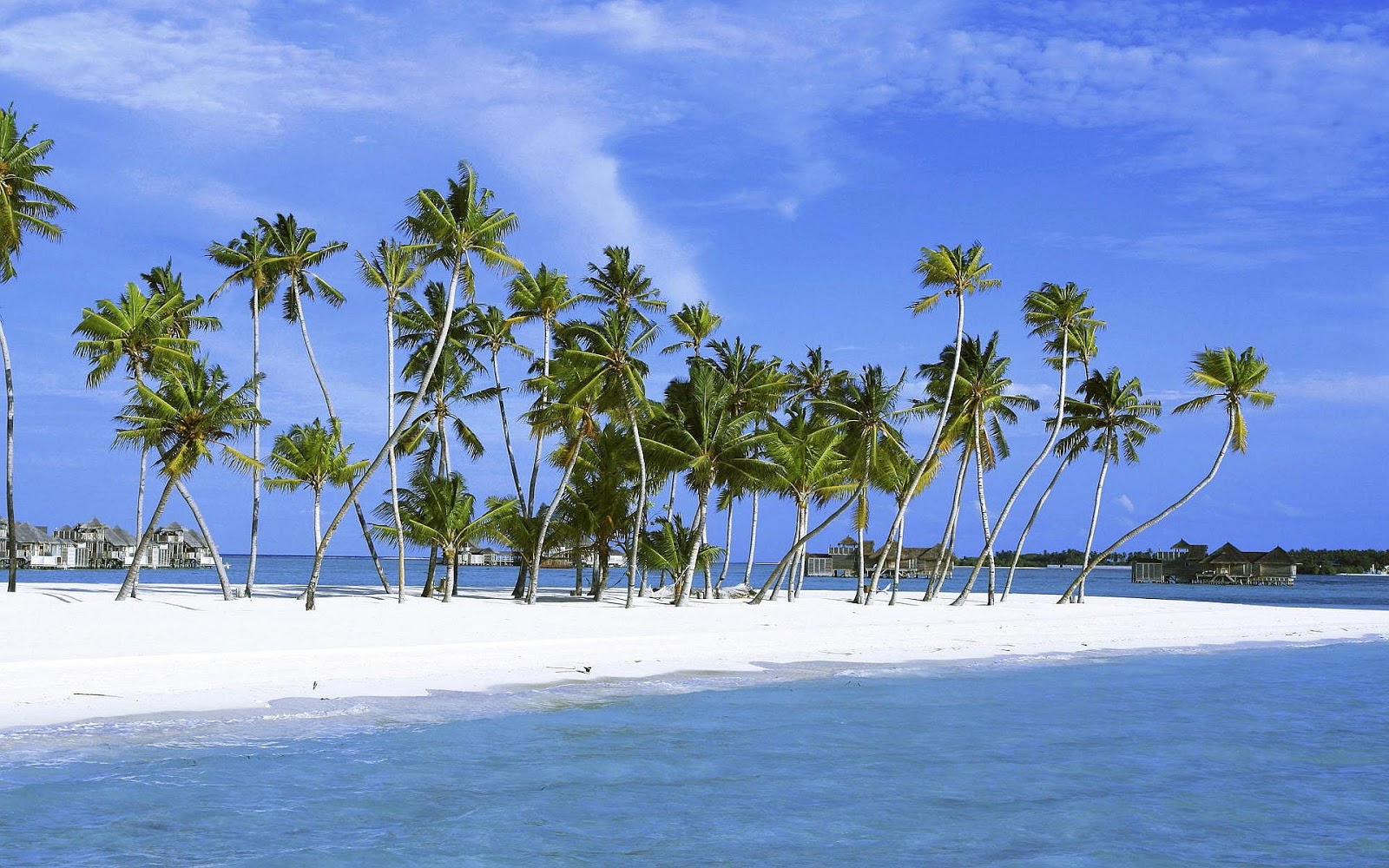 tapete pantai hd,baum,himmel,palme,tagsüber,karibik