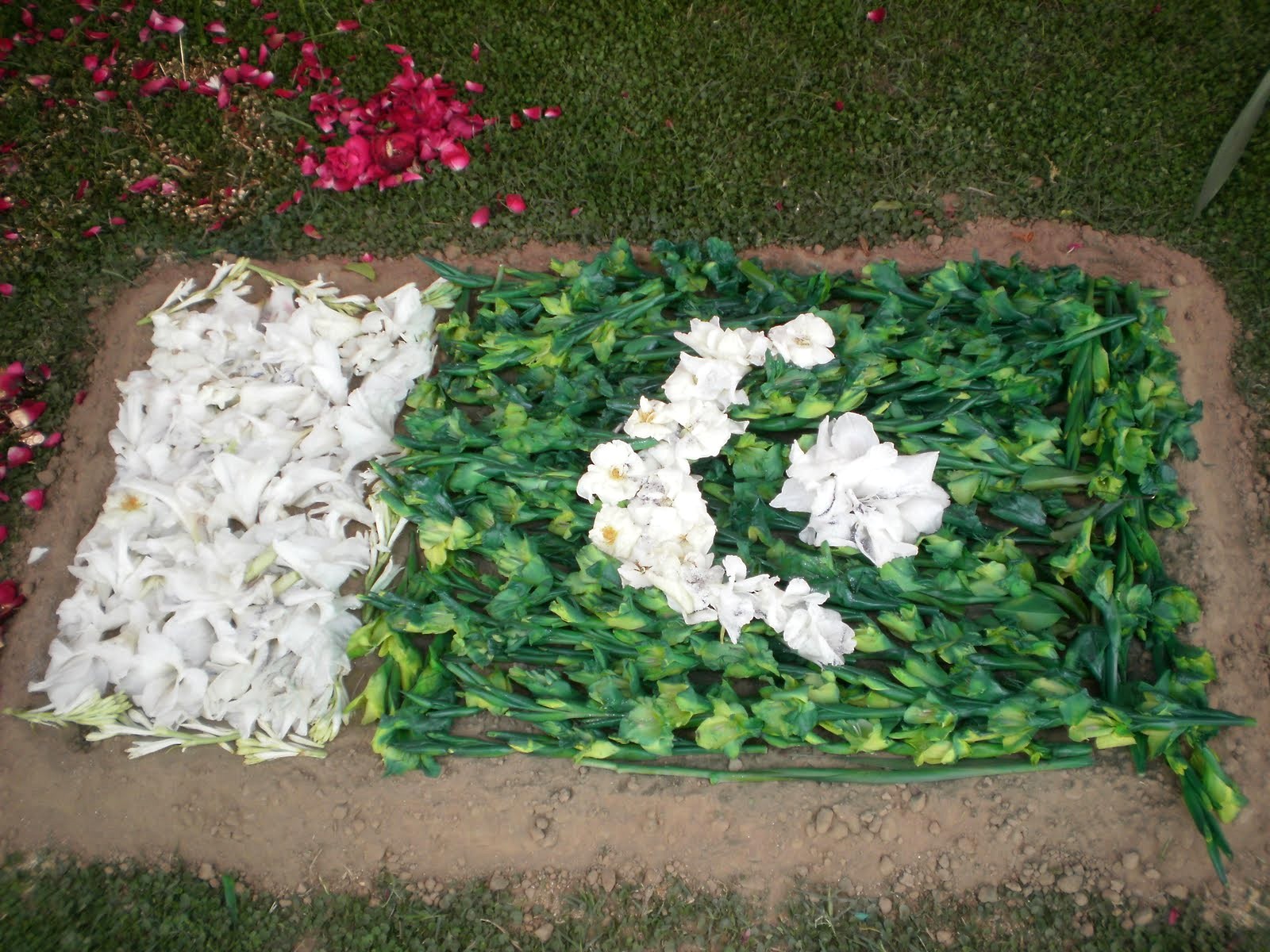 fond d'écran drapeau pak,herbe,fleur,plante,couverture de sol,feuille