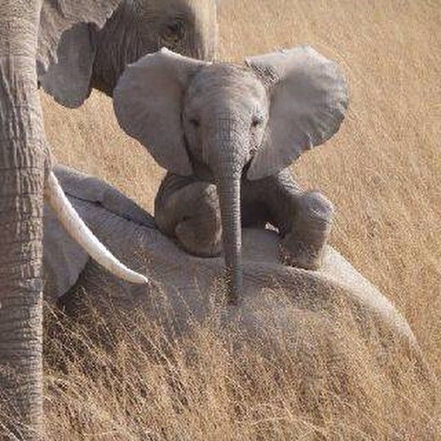 entschuldigung baby wallpaper,elefant,elefanten und mammuts,landtier,afrikanischer elefant,tierwelt