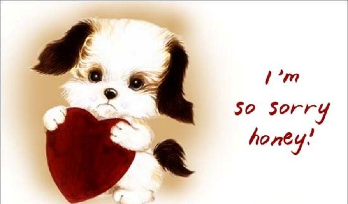 sorry wallpapers for girlfriend,puppy,dog,canidae,shih tzu,dog breed